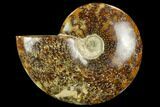 Polished Ammonite (Cleoniceras) Fossil - Madagascar #127207-1